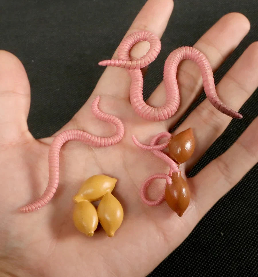 Children Simulation Biology Model Toy Animal Plant Life Growth Cycle Montessori Children Toys Set Teaching Aids Educational Toys