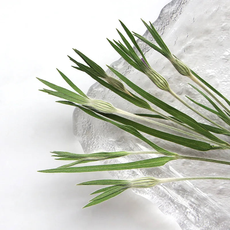 13-17cm/12pcs,Nature Agrostemma Githago Leaves,Pressed Flower Diy Photo Frame Drip Glue phone case Bookmark Wedding Invitation