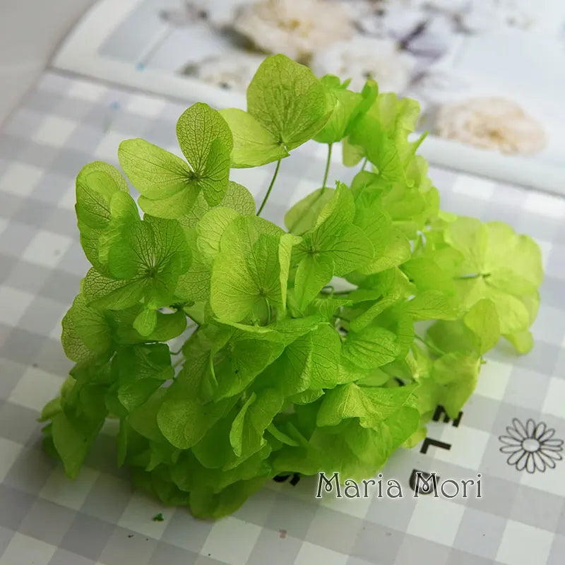 Big Petals Macrophylla Hydrangea Preserved Flower DIY Earrings and Scented Candles Material For Gutta Percha Resin Home Decor