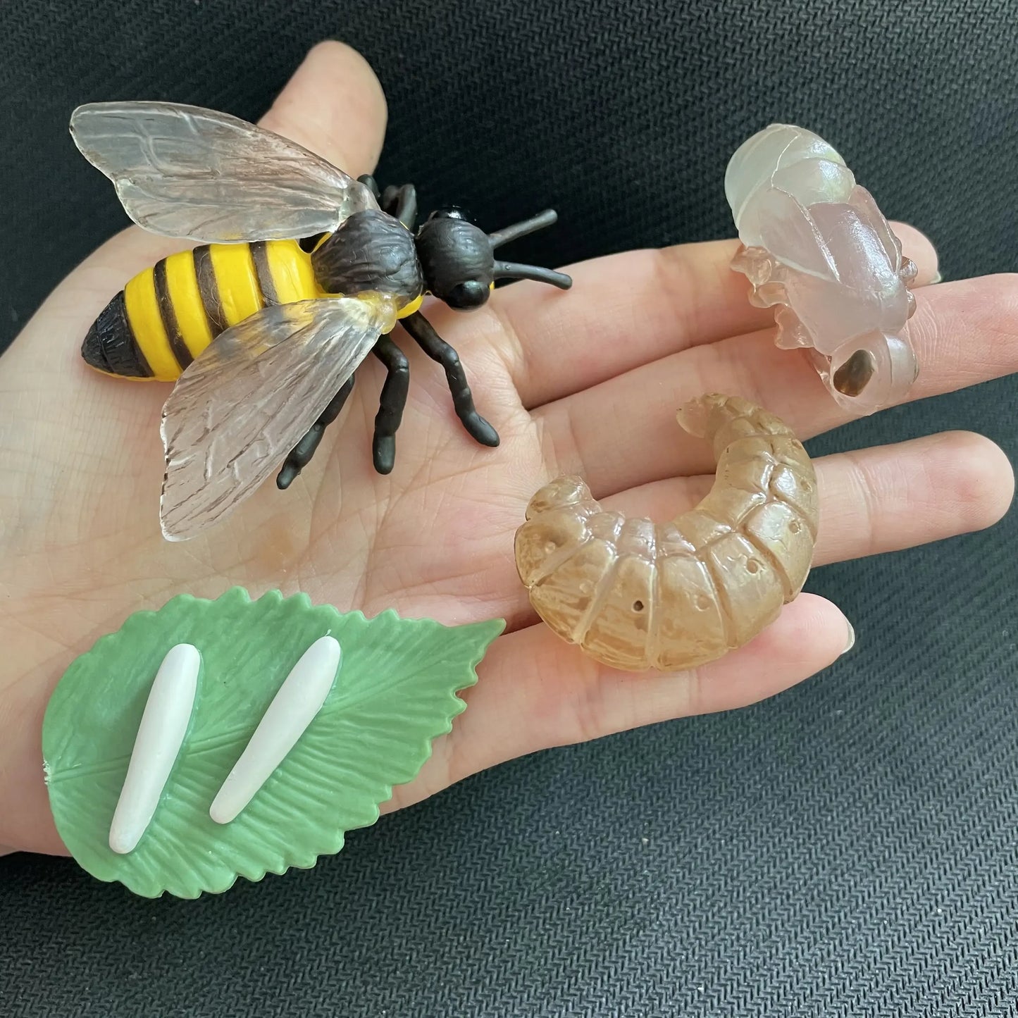 Children Simulation Biology Model Toy Animal Plant Life Growth Cycle Montessori Children Toys Set Teaching Aids Educational Toys