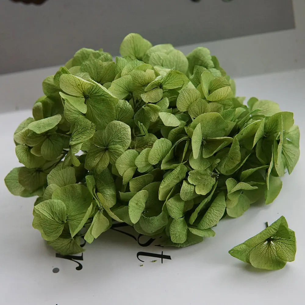 Big Petals Macrophylla Hydrangea Preserved Flower DIY Earrings and Scented Candles Material For Gutta Percha Resin Home Decor