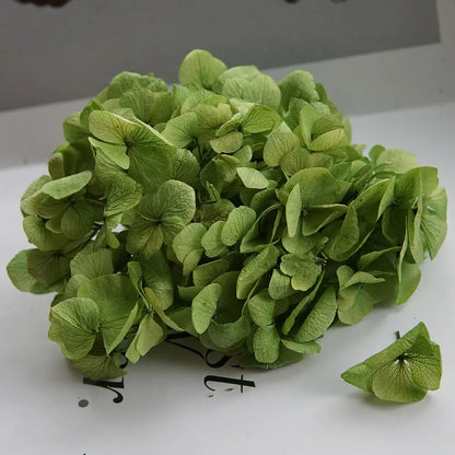 Big Petals Macrophylla Hydrangea Preserved Flower DIY Earrings and Scented Candles Material For Gutta Percha Resin Home Decor