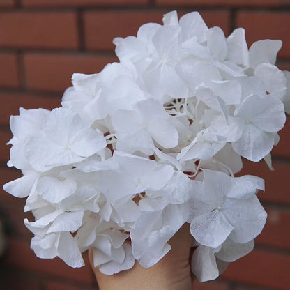 Big Petals Macrophylla Hydrangea Preserved Flower DIY Earrings and Scented Candles Material For Gutta Percha Resin Home Decor