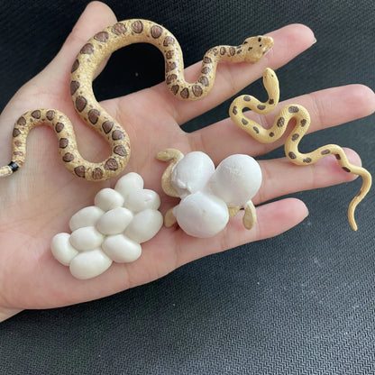 Children Simulation Biology Model Toy Animal Plant Life Growth Cycle Montessori Children Toys Set Teaching Aids Educational Toys