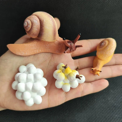 Children Simulation Biology Model Toy Animal Plant Life Growth Cycle Montessori Children Toys Set Teaching Aids Educational Toys
