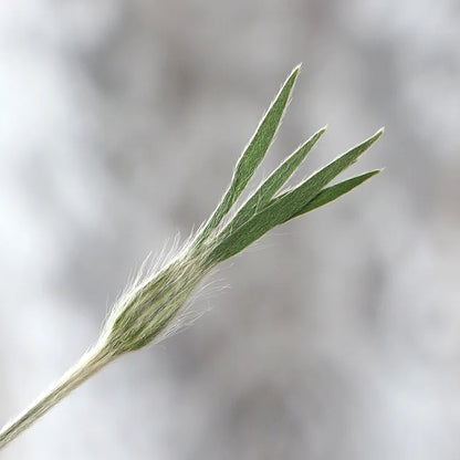 13-17cm/12pcs,Nature Agrostemma Githago Leaves,Pressed Flower Diy Photo Frame Drip Glue phone case Bookmark Wedding Invitation