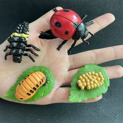 Children Simulation Biology Model Toy Animal Plant Life Growth Cycle Montessori Children Toys Set Teaching Aids Educational Toys