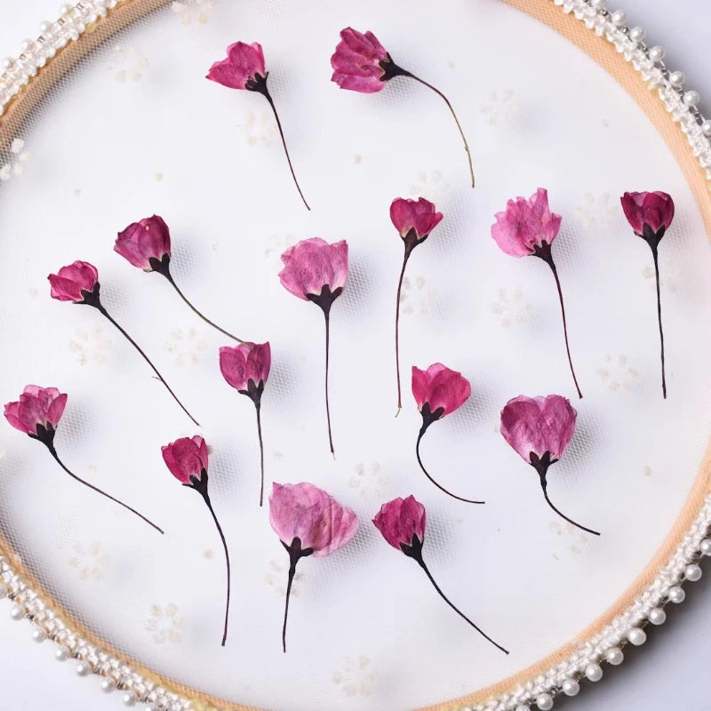12pcs,Nature Pressed Flower Cherry Blossoms Begonia Buds Dry Flowers DIY Epoxy Phone Case Coaster Greeting Card Petal Makeup
