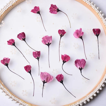 12pcs,Nature Pressed Flower Cherry Blossoms Begonia Buds Dry Flowers DIY Epoxy Phone Case Coaster Greeting Card Petal Makeup