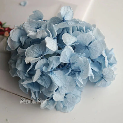 Big Petals Macrophylla Hydrangea Preserved Flower DIY Earrings and Scented Candles Material For Gutta Percha Resin Home Decor