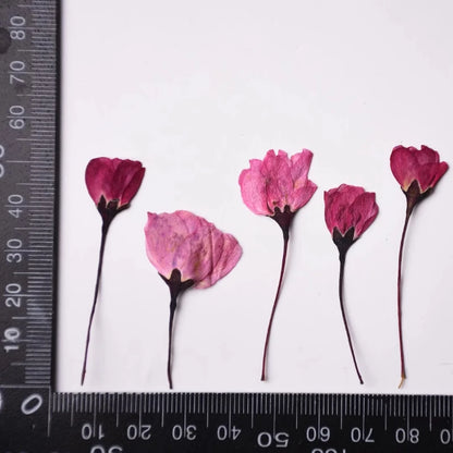 12pcs,Nature Pressed Flower Cherry Blossoms Begonia Buds Dry Flowers DIY Epoxy Phone Case Coaster Greeting Card Petal Makeup