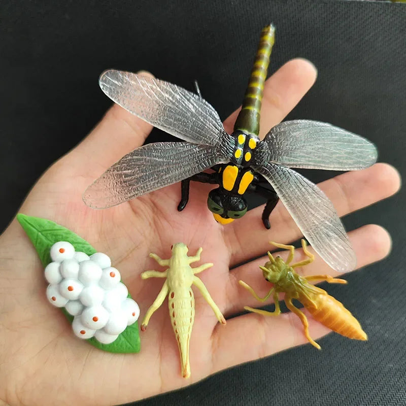 Children Simulation Biology Model Toy Animal Plant Life Growth Cycle Montessori Children Toys Set Teaching Aids Educational Toys