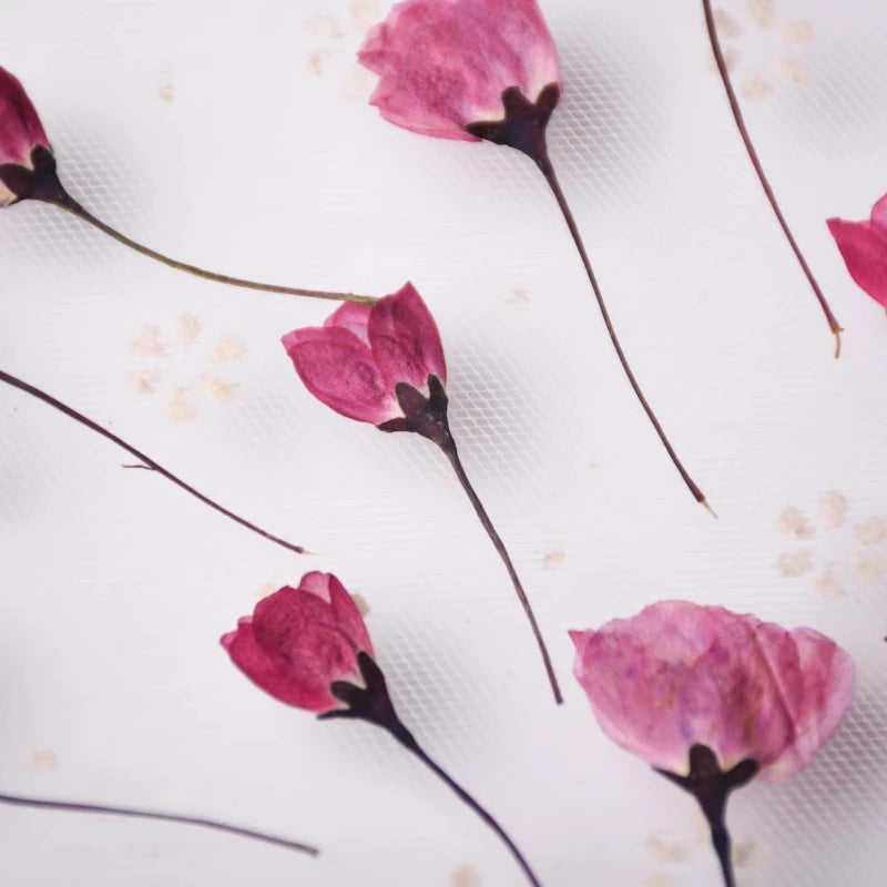 12pcs,Nature Pressed Flower Cherry Blossoms Begonia Buds Dry Flowers DIY Epoxy Phone Case Coaster Greeting Card Petal Makeup