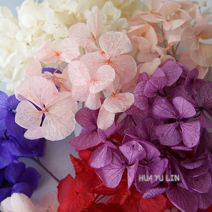Big Petals Macrophylla Hydrangea Preserved Flower DIY Earrings and Scented Candles Material For Gutta Percha Resin Home Decor