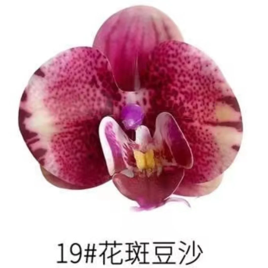 Phalaenopsis Plant flowers Handmade DIY, balcony decoration.Clivia gift