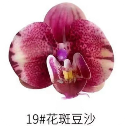 Phalaenopsis Plant flowers Handmade DIY, balcony decoration.Clivia gift