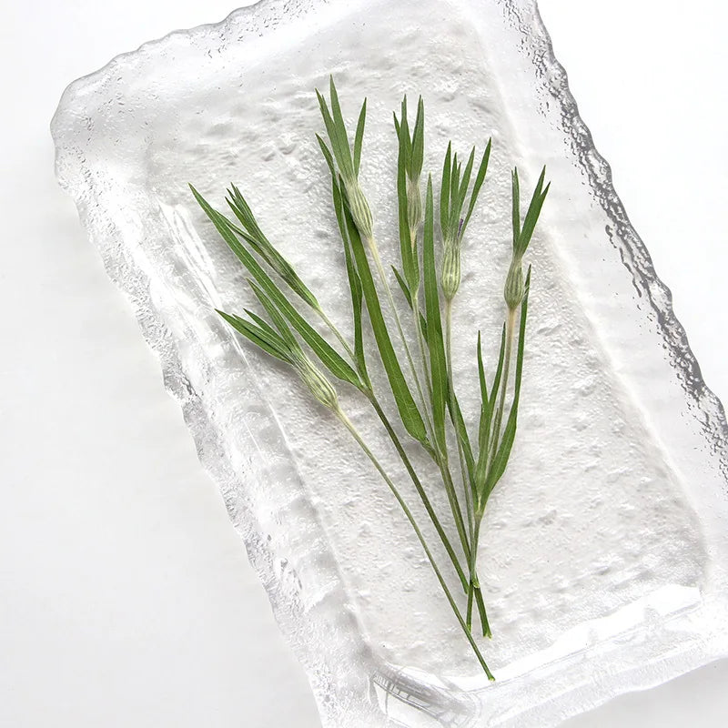 13-17cm/12pcs,Nature Agrostemma Githago Leaves,Pressed Flower Diy Photo Frame Drip Glue phone case Bookmark Wedding Invitation