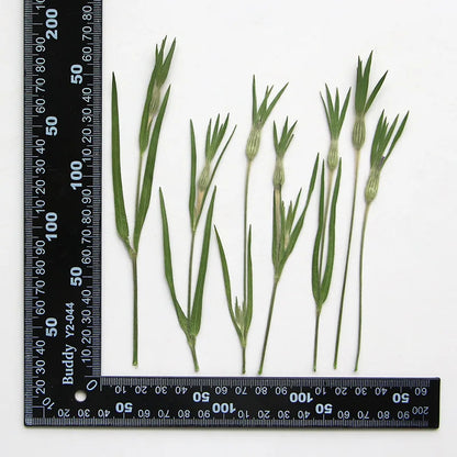 13-17cm/12pcs,Nature Agrostemma Githago Leaves,Pressed Flower Diy Photo Frame Drip Glue phone case Bookmark Wedding Invitation