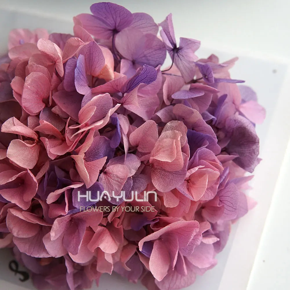 Big Petals Macrophylla Hydrangea Preserved Flower DIY Earrings and Scented Candles Material For Gutta Percha Resin Home Decor