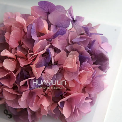 Big Petals Macrophylla Hydrangea Preserved Flower DIY Earrings and Scented Candles Material For Gutta Percha Resin Home Decor