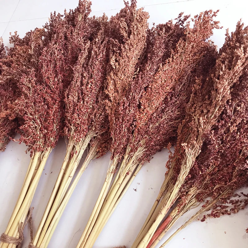 Red Sorghum Spike l Real Seed Dry Branch Flower Rural Household Tourism Decoration Harvest Festival Ornamental Crop
