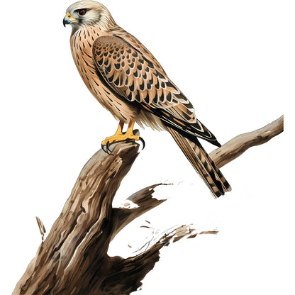 Three Ratels QN20 soaring eagle wall sticker art for home decoration