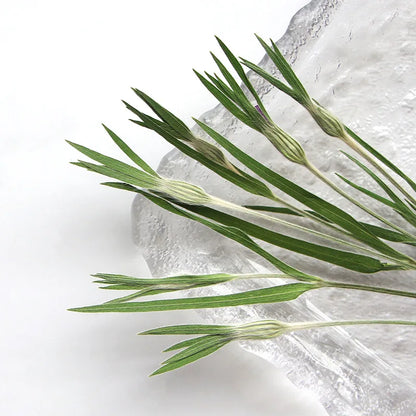 13-17cm/12pcs,Nature Agrostemma Githago Leaves,Pressed Flower Diy Photo Frame Drip Glue phone case Bookmark Wedding Invitation