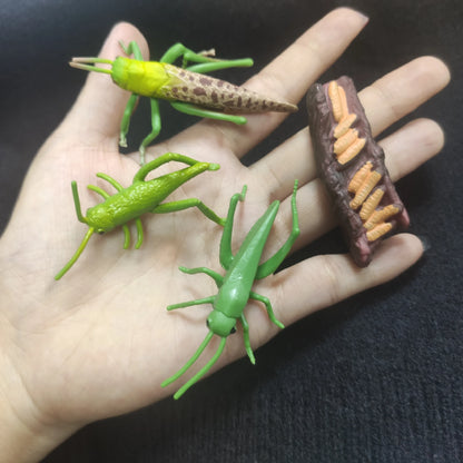 Children Simulation Biology Model Toy Animal Plant Life Growth Cycle Montessori Children Toys Set Teaching Aids Educational Toys