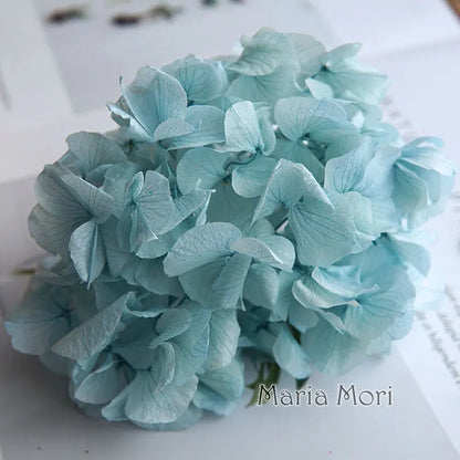 Big Petals Macrophylla Hydrangea Preserved Flower DIY Earrings and Scented Candles Material For Gutta Percha Resin Home Decor