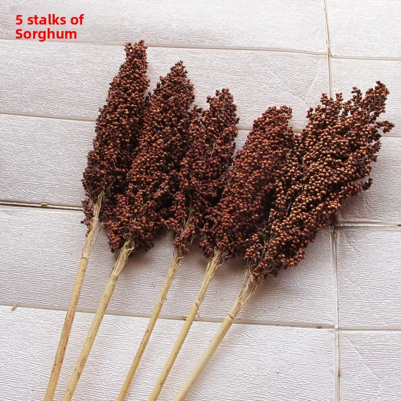 Red Sorghum Spike l Real Seed Dry Branch Flower Rural Household Tourism Decoration Harvest Festival Ornamental Crop