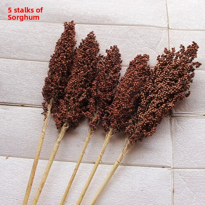 Red Sorghum Spike l Real Seed Dry Branch Flower Rural Household Tourism Decoration Harvest Festival Ornamental Crop