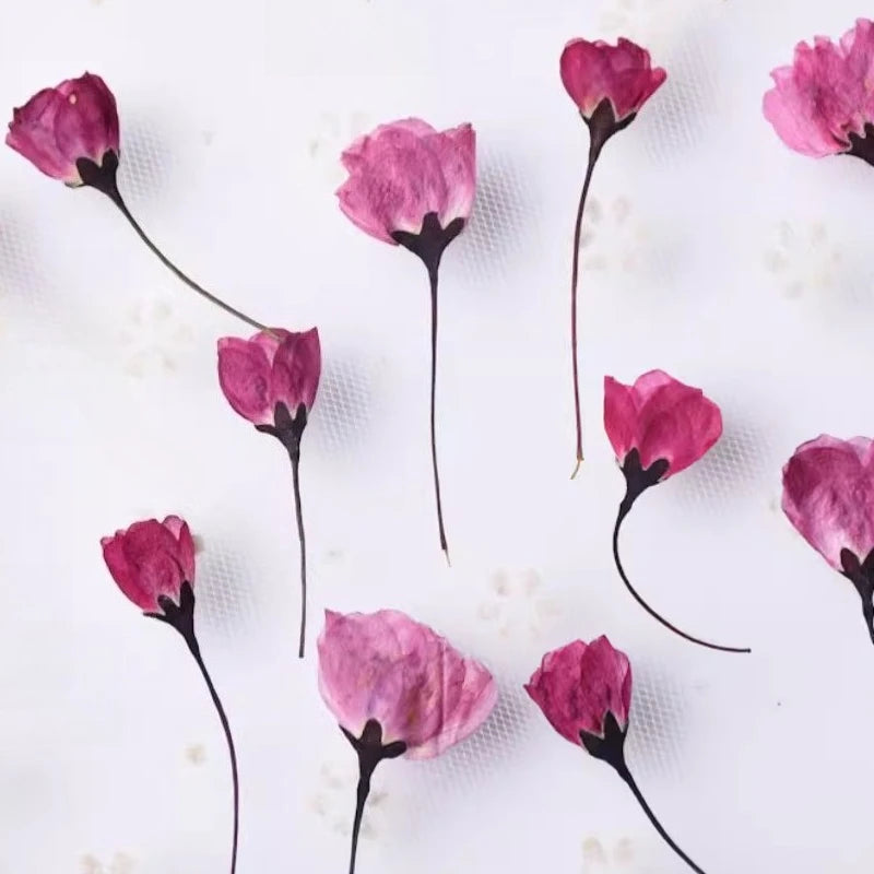 12pcs,Nature Pressed Flower Cherry Blossoms Begonia Buds Dry Flowers DIY Epoxy Phone Case Coaster Greeting Card Petal Makeup
