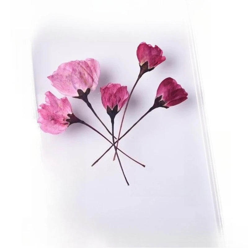 12pcs,Nature Pressed Flower Cherry Blossoms Begonia Buds Dry Flowers DIY Epoxy Phone Case Coaster Greeting Card Petal Makeup