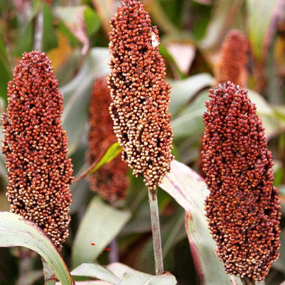 Red Sorghum Spike l Real Seed Dry Branch Flower Rural Household Tourism Decoration Harvest Festival Ornamental Crop