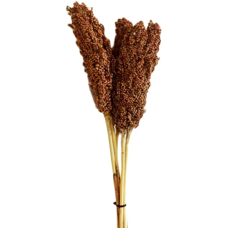 Red Sorghum Spike l Real Seed Dry Branch Flower Rural Household Tourism Decoration Harvest Festival Ornamental Crop