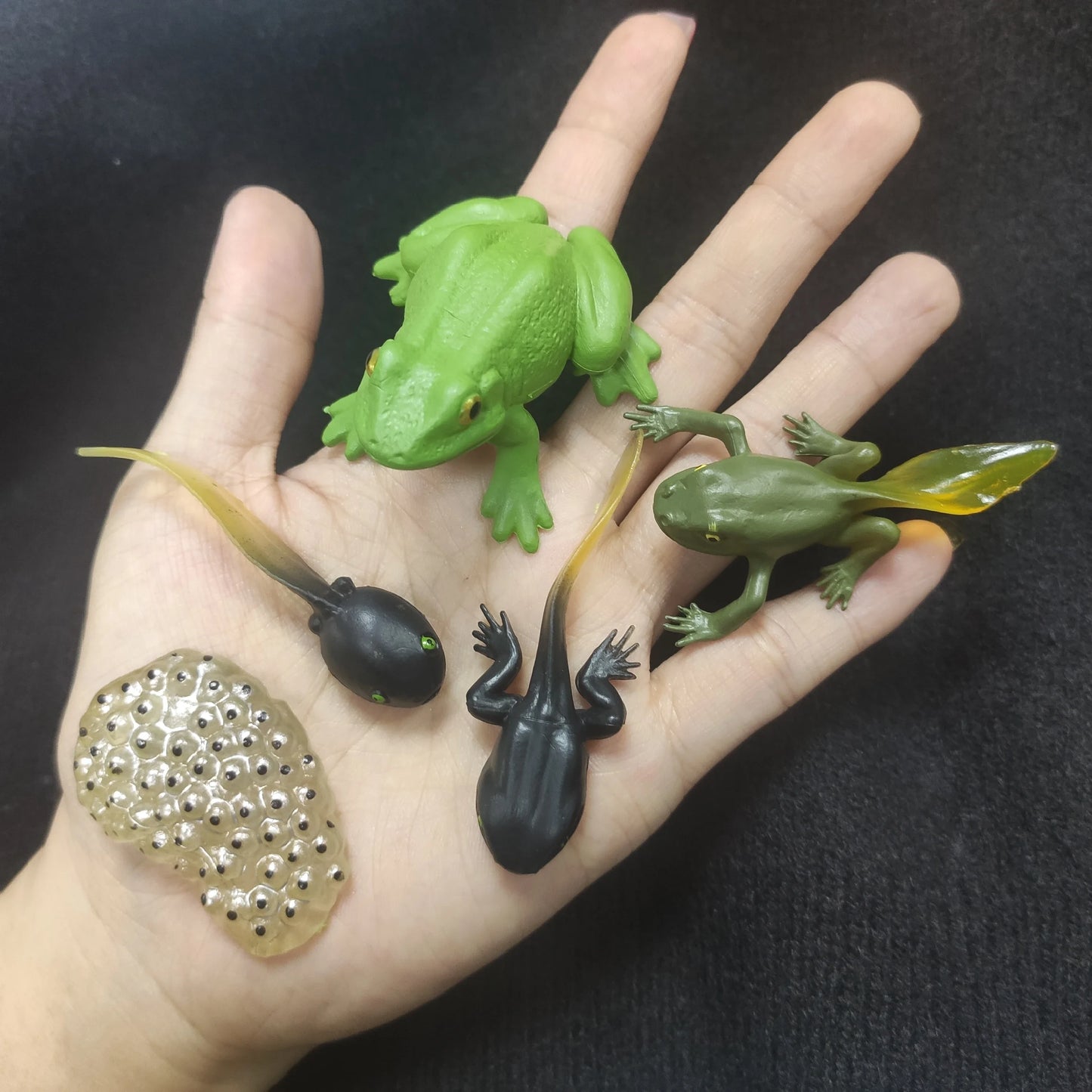 Children Simulation Biology Model Toy Animal Plant Life Growth Cycle Montessori Children Toys Set Teaching Aids Educational Toys