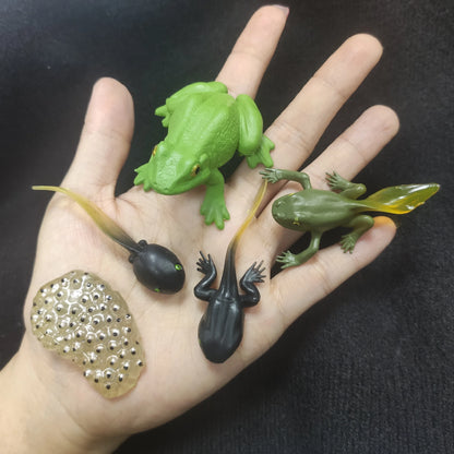 Children Simulation Biology Model Toy Animal Plant Life Growth Cycle Montessori Children Toys Set Teaching Aids Educational Toys