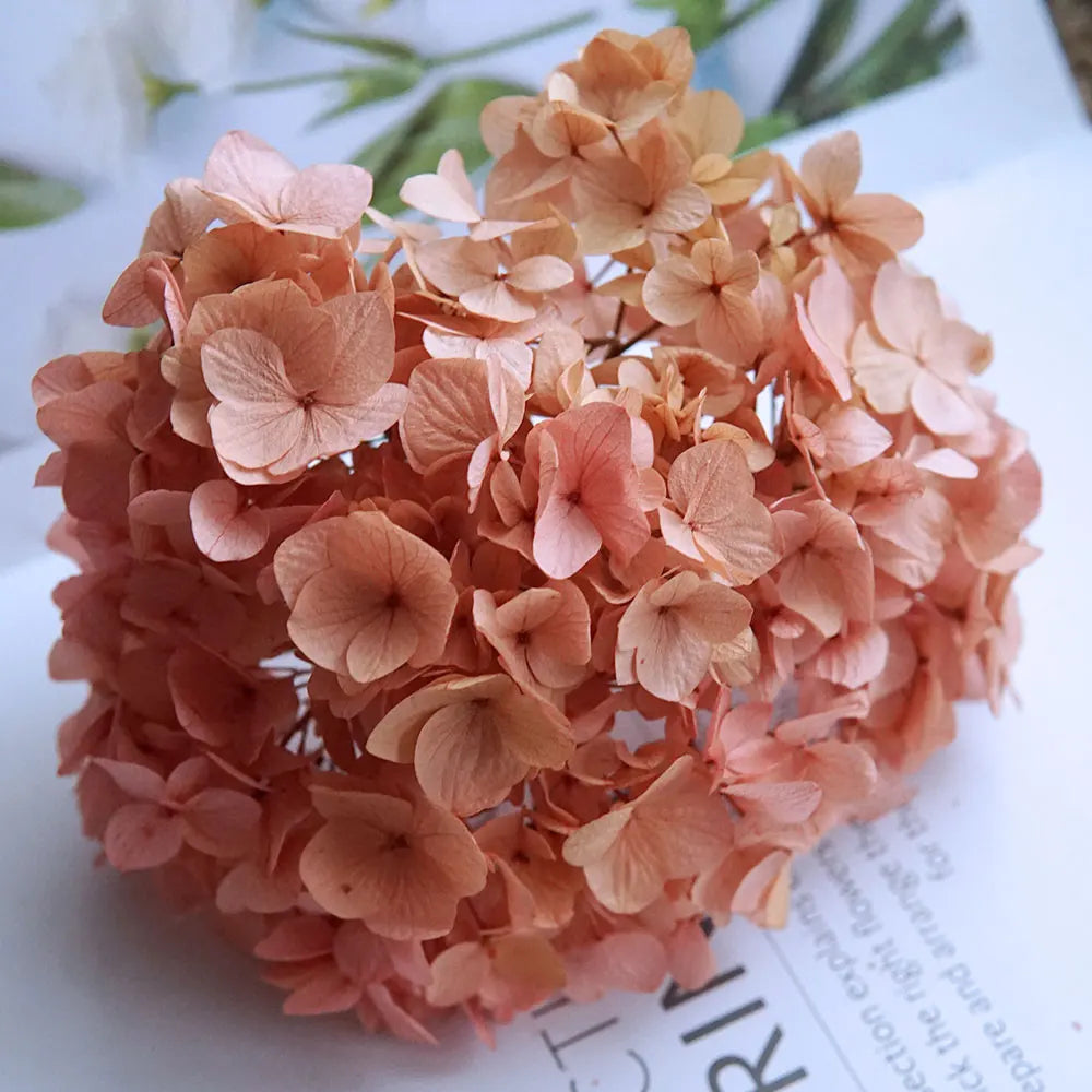 Big Petals Macrophylla Hydrangea Preserved Flower DIY Earrings and Scented Candles Material For Gutta Percha Resin Home Decor