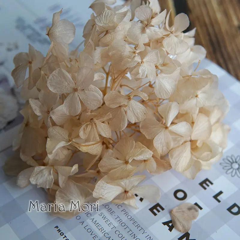 Big Petals Macrophylla Hydrangea Preserved Flower DIY Earrings and Scented Candles Material For Gutta Percha Resin Home Decor