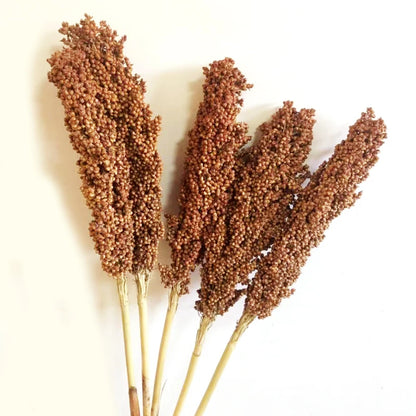 Red Sorghum Spike l Real Seed Dry Branch Flower Rural Household Tourism Decoration Harvest Festival Ornamental Crop