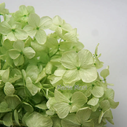 Big Petals Macrophylla Hydrangea Preserved Flower DIY Earrings and Scented Candles Material For Gutta Percha Resin Home Decor