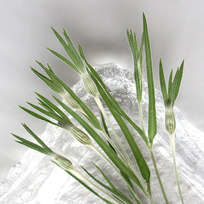 13-17cm/12pcs,Nature Agrostemma Githago Leaves,Pressed Flower Diy Photo Frame Drip Glue phone case Bookmark Wedding Invitation