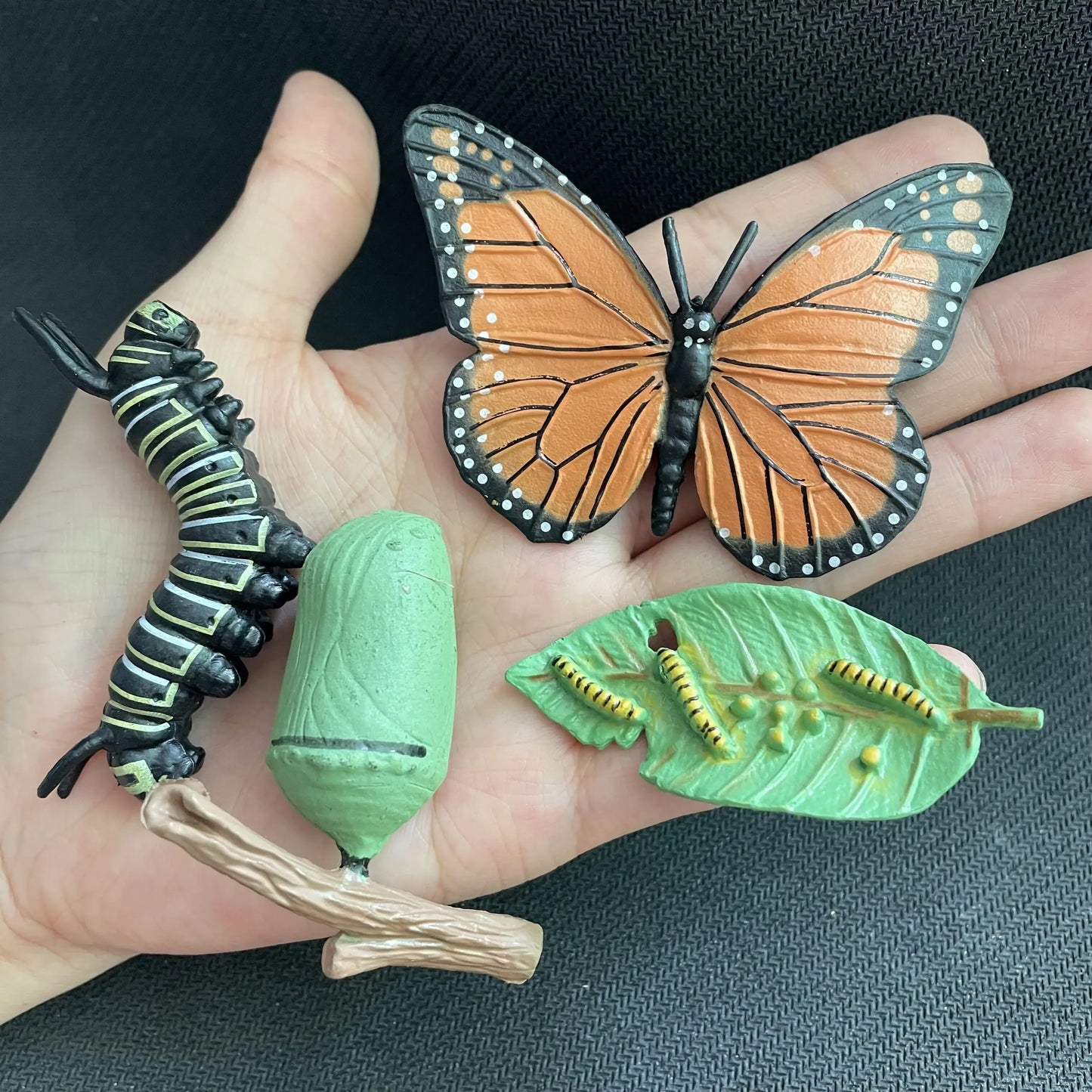 Children Simulation Biology Model Toy Animal Plant Life Growth Cycle Montessori Children Toys Set Teaching Aids Educational Toys