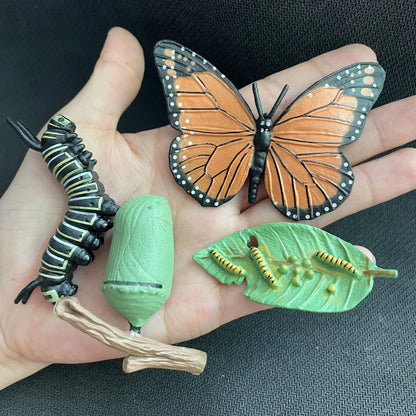 Children Simulation Biology Model Toy Animal Plant Life Growth Cycle Montessori Children Toys Set Teaching Aids Educational Toys