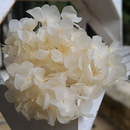 Big Petals Macrophylla Hydrangea Preserved Flower DIY Earrings and Scented Candles Material For Gutta Percha Resin Home Decor