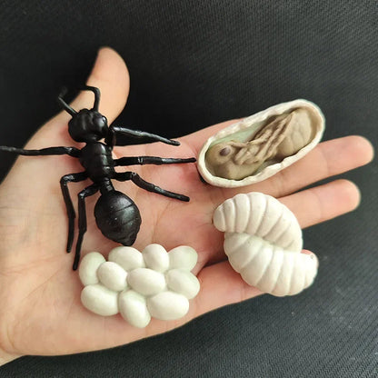 Children Simulation Biology Model Toy Animal Plant Life Growth Cycle Montessori Children Toys Set Teaching Aids Educational Toys