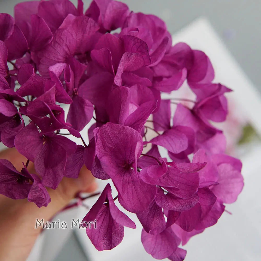Big Petals Macrophylla Hydrangea Preserved Flower DIY Earrings and Scented Candles Material For Gutta Percha Resin Home Decor