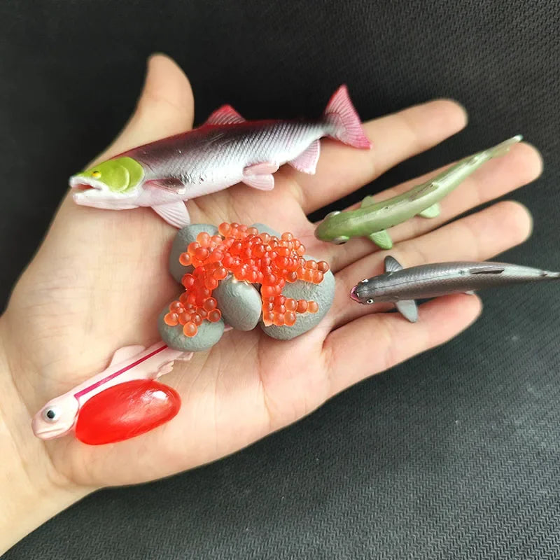 Children Simulation Biology Model Toy Animal Plant Life Growth Cycle Montessori Children Toys Set Teaching Aids Educational Toys