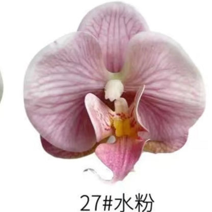 Phalaenopsis Plant flowers Handmade DIY, balcony decoration.Clivia gift