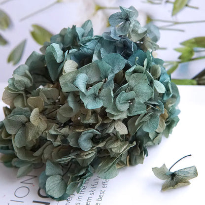 Big Petals Macrophylla Hydrangea Preserved Flower DIY Earrings and Scented Candles Material For Gutta Percha Resin Home Decor